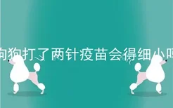 狗狗打了两针疫苗会得细小吗