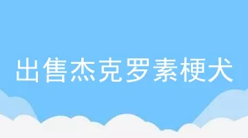 出售杰克罗素梗犬