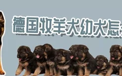 德国牧羊犬幼犬怎么养