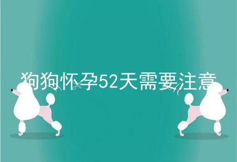 狗狗怀孕52天需要注意