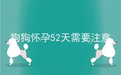 狗狗怀孕52天需要注意