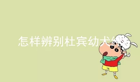 怎样辨别杜宾幼犬纯