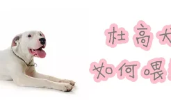 杜高犬如何喂养