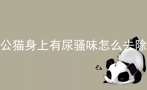 公猫身上有尿骚味怎么去除