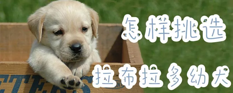 怎样挑选拉布拉多幼犬1