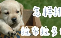 怎样挑选拉布拉多幼犬