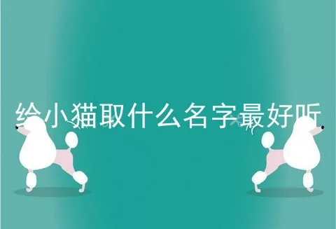 给小猫取什么名字最好听