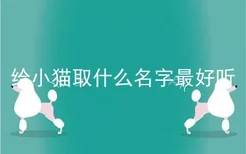 给小猫取什么名字最好听