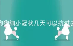 狗狗细小冠状几天可以抗过去