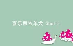 喜乐蒂牧羊犬Shelti