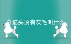 白猫头顶有灰毛叫什么