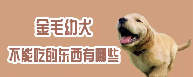 金毛幼犬不能吃的东西有哪些