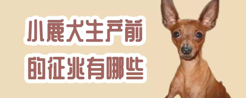 小鹿犬生产前的征兆有哪些