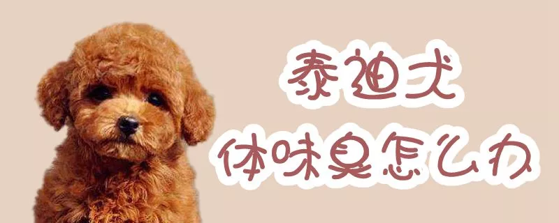 泰迪犬体味臭怎么办