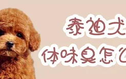 泰迪犬体味臭怎么办