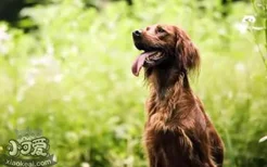 爱尔兰雪达犬产后有恶露怎么办 爱尔兰雪达犬产后护理