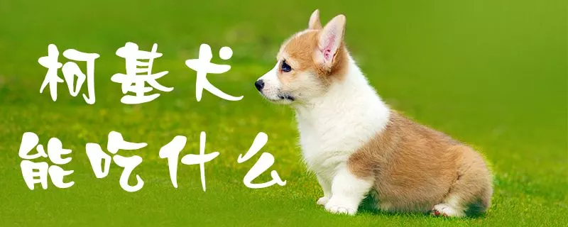 柯基犬能吃什么1