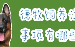 德牧饲养注意事项有哪些