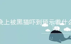 晚上被黑猫吓到预示着什么