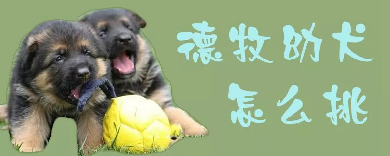 德牧幼犬怎么挑1