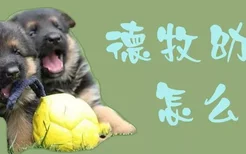 德牧幼犬怎么挑