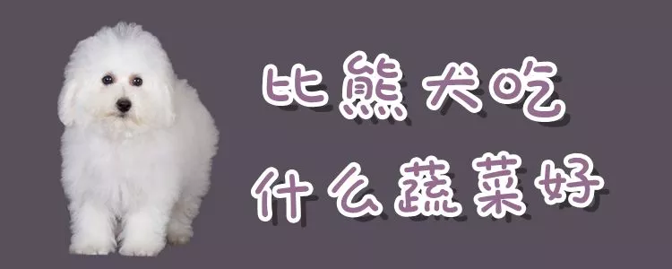 比熊犬吃什么蔬菜好