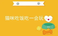 猫咪吃饭吃一会玩一会