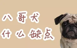 八哥犬有什么缺点