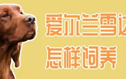 爱尔兰雪达犬怎样饲养