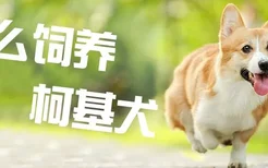 怎么饲养柯基犬