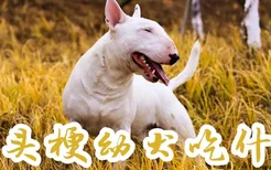 牛头梗幼犬吃什么