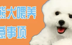 比熊犬喂养注意事项