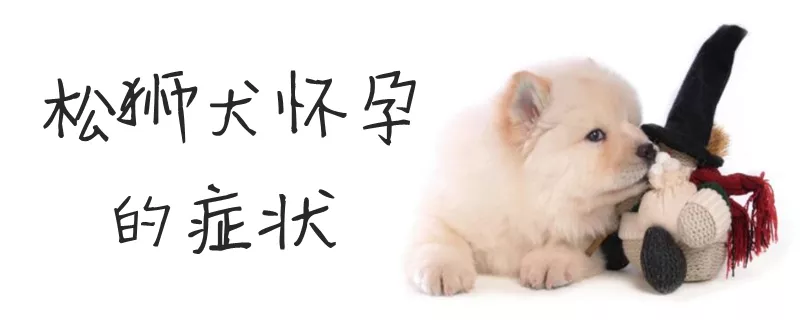 松狮犬怀孕的症状