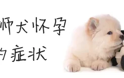 松狮犬怀孕的症状