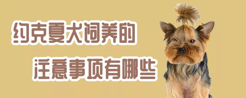 约克夏犬饲养的注意事项有哪些