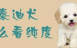 泰迪犬怎么看纯度