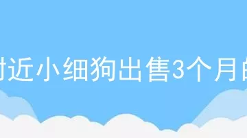 附近小细狗出售3个月的