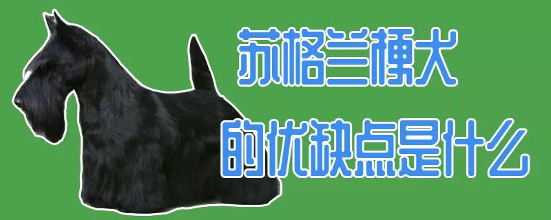 苏格兰梗犬的优缺点是什么