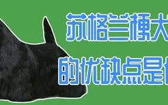 苏格兰梗犬的优缺点是什么