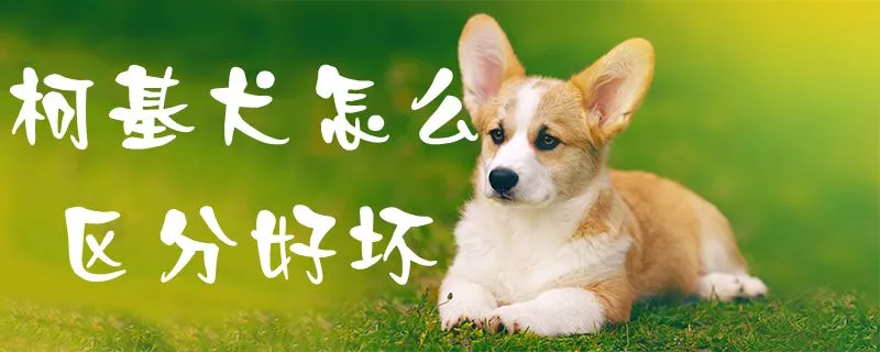 柯基犬怎么区分好坏1