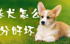 柯基犬怎么区分好坏