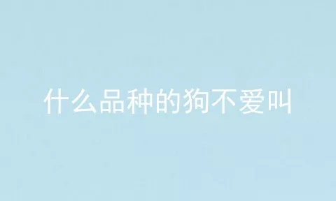 什么品种的狗不爱叫