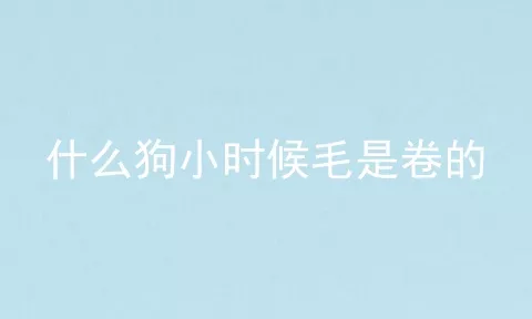 什么狗小时候毛是卷的