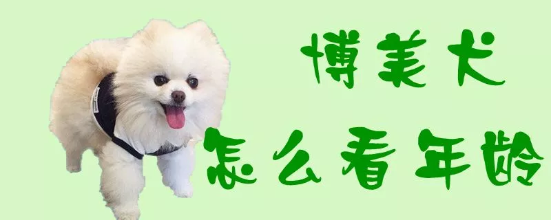 博美犬怎么看年龄