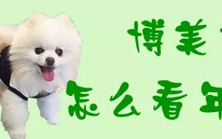 博美犬怎么看年龄