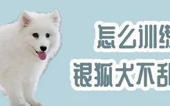 怎么训练银狐犬不乱叫