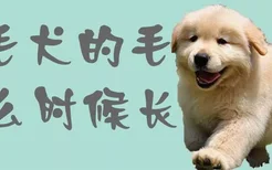 金毛犬的毛什么时候长