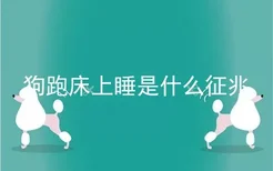 狗跑床上睡是什么征兆