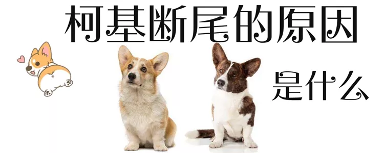 柯基犬为什么要断尾1