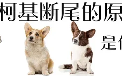 柯基犬为什么要断尾